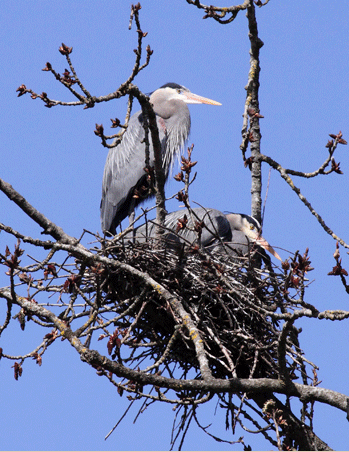 Great Blue Heron nest