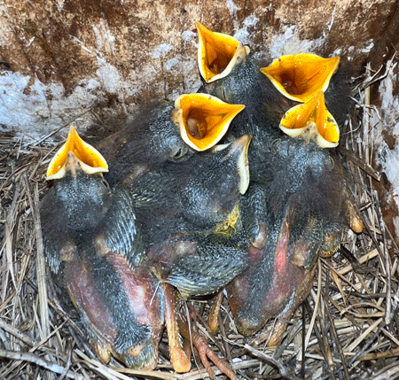 Western Bluebird chicks
