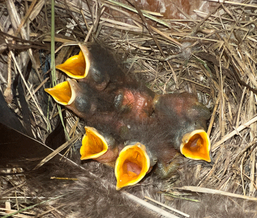 Western Bluebird Chicks in nest