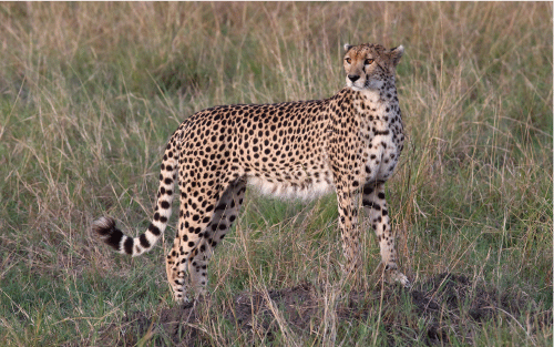 Cheetah - Kenya 2022