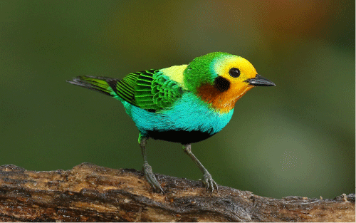 multicolored tanager