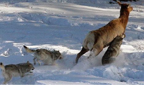 elk and wolves in Yellowstone National Park