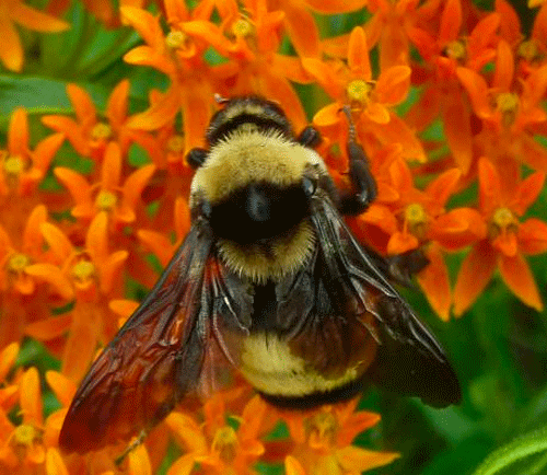 Bumble bee on flower