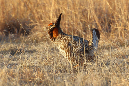 Male prairie chicken
