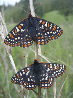 Taylor's Checkerspot Butterfly