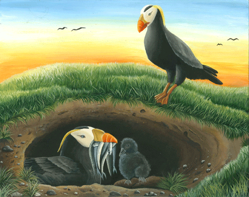Tufted Puffin nest illustration for Polly the Puffin book