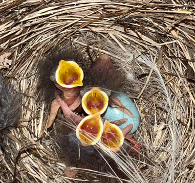Western Bluebird hatching day