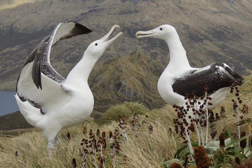 Albatrosses interacting at Campbell Island nesting site