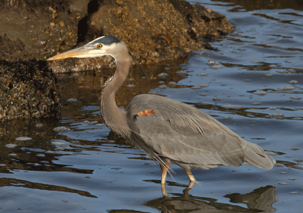 Great Blue Heron