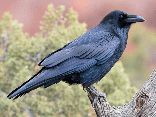 Common Raven