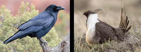 Raven and Sage Grouse