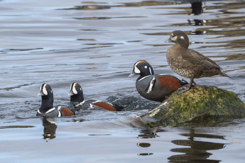 Harlequin Ducks