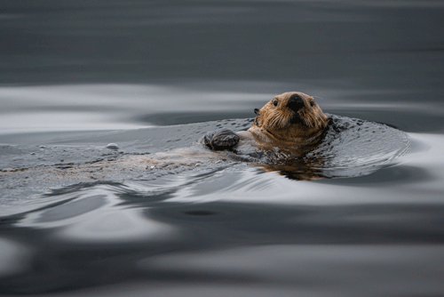 Sea Otter