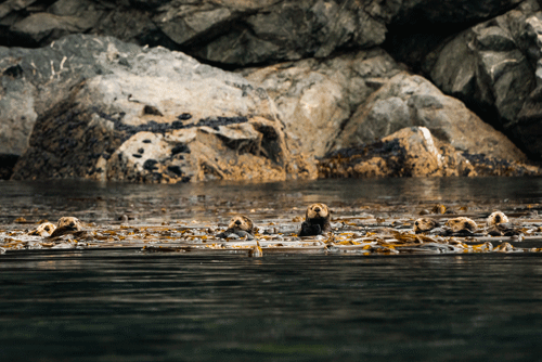 sea otters floating in a "raft"