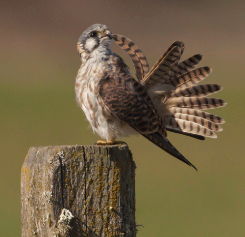 American Kestrel