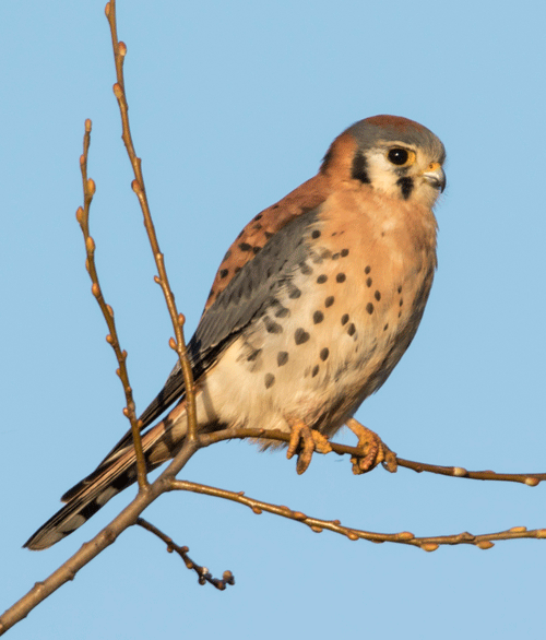 American kestrel male