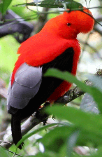 Andean Cock of the Rock