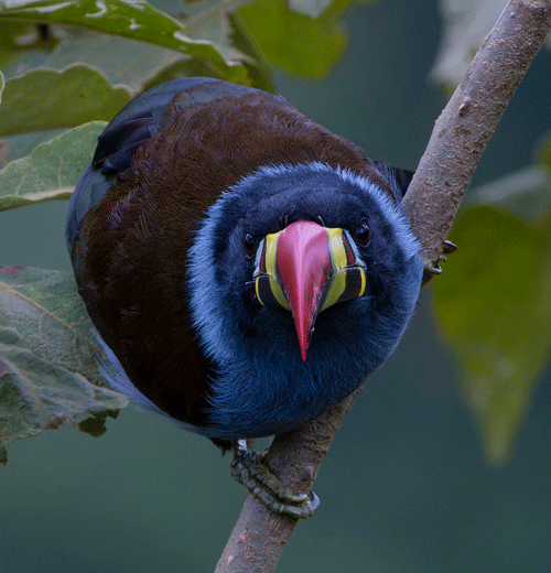 Grey-breasted Mountain Toucan