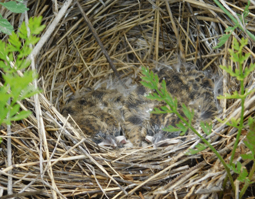 Vesper Sparrow nestlings