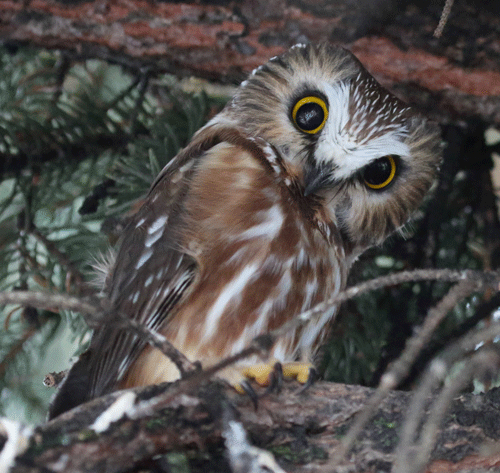 Northern Saw-whet Owl