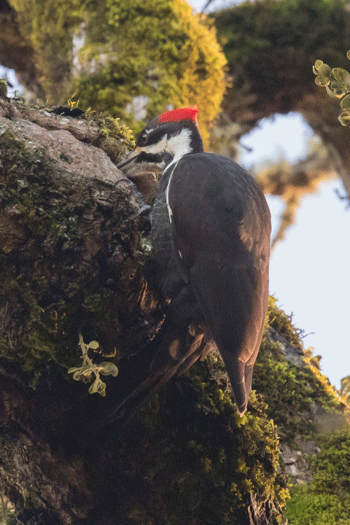 Pileated Woodpecker