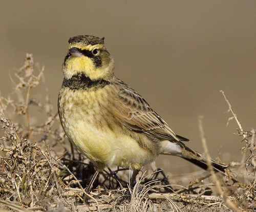 Streaked Horned Lark