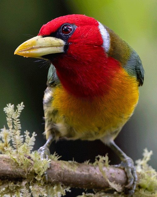 Red-headed Barbet