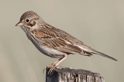 Vesper sparrow