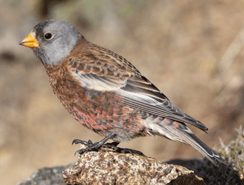 Gray-crowned rosy finch