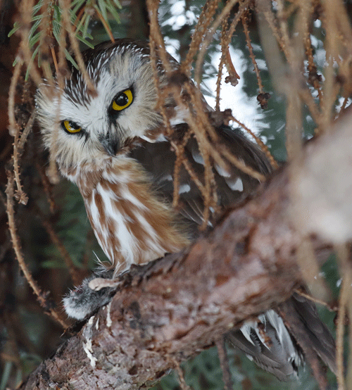 northern saw whet owl